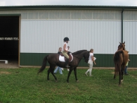 Horse Walk